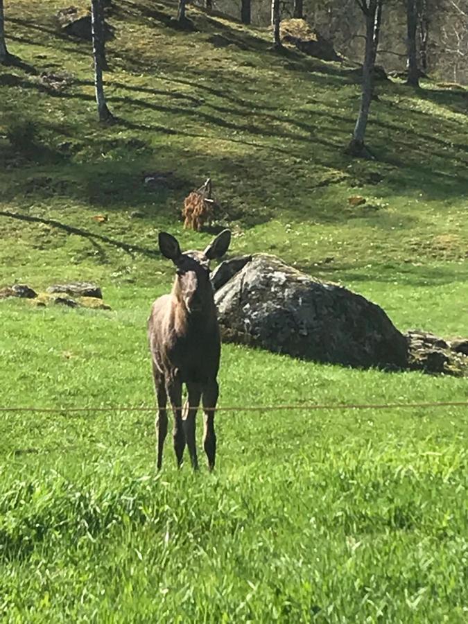 Torpet Laengtan Villa Ullared Buitenkant foto